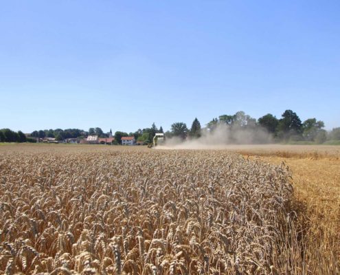 Ernte Wasserschutz-Weizen des Landwirts Franz Strixner
